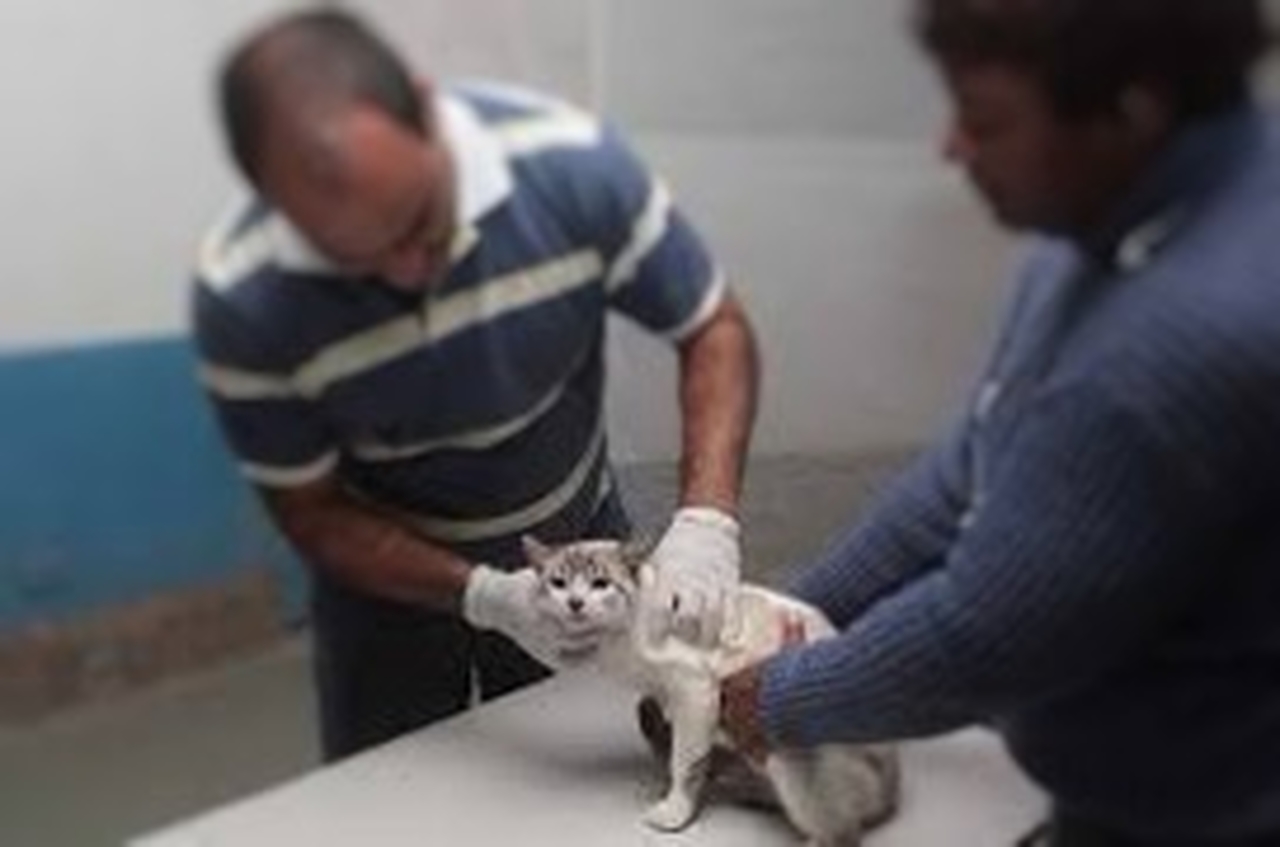 Macaé: projeto de castração pública pode não sair do papel por pressão de clínica particular. Entenda!