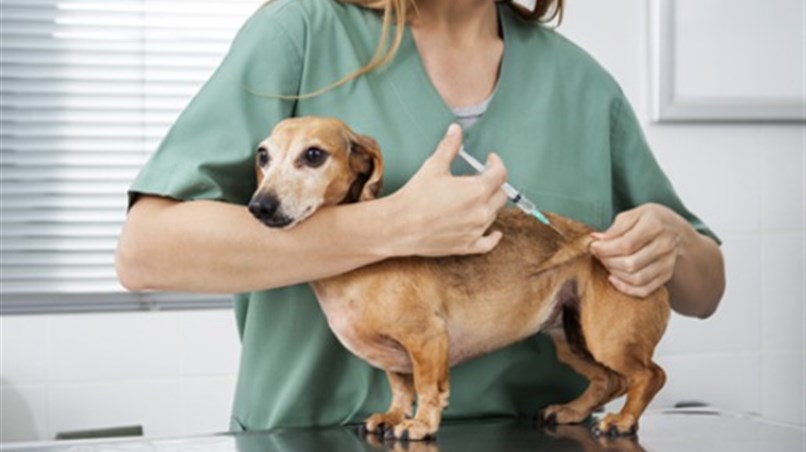 AGORA É LEI: VACINAÇÃO MÚLTIPLA CANINA É OBRIGATÓRIA NO ESTADO