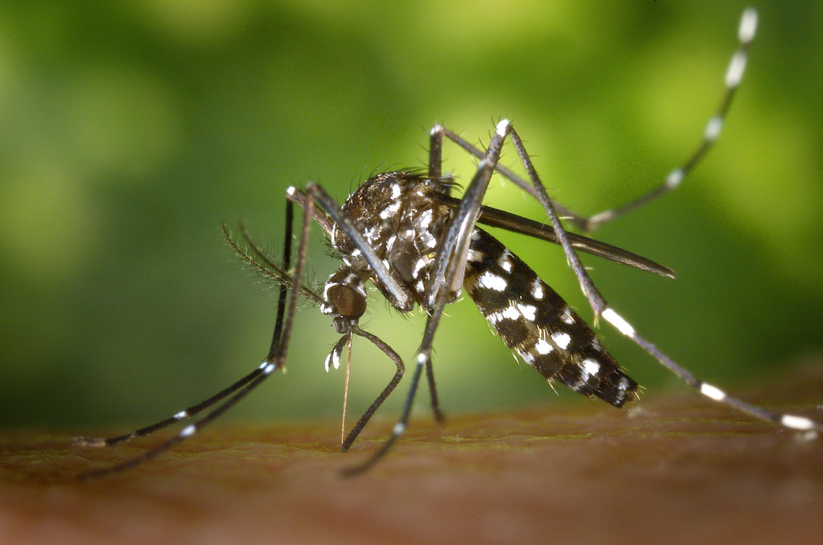 Avanço da dengue: mais dois óbitos em Nova Friburgo
