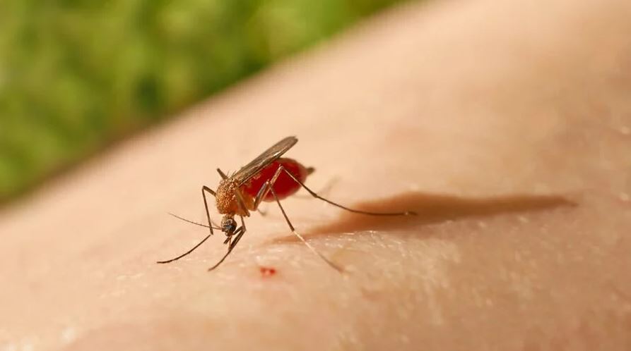 Nova Friburgo registra caso de febre oropouche