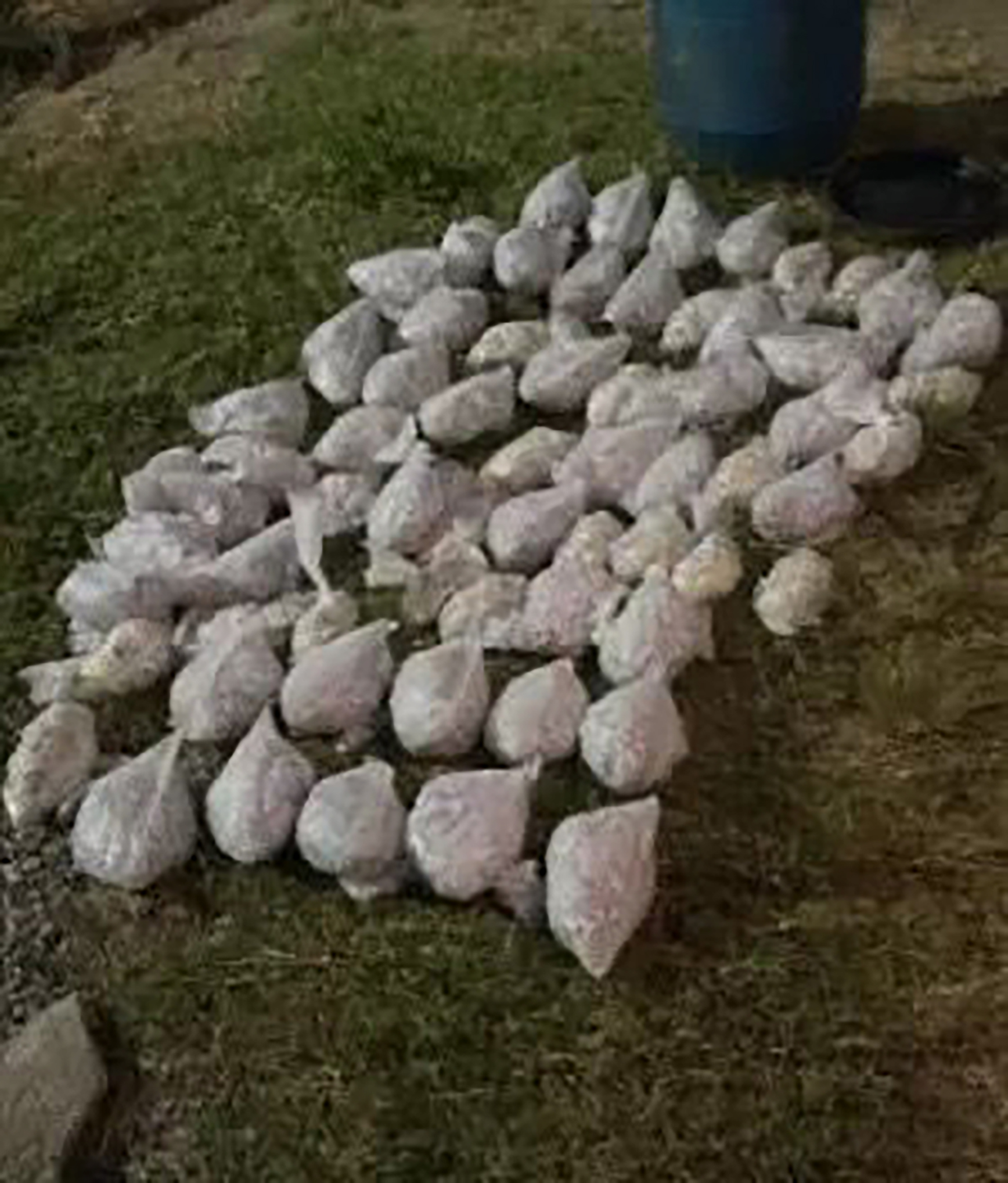 Investigação leva polícia a grande apreensão de drogas em São Pedro da Aldeia