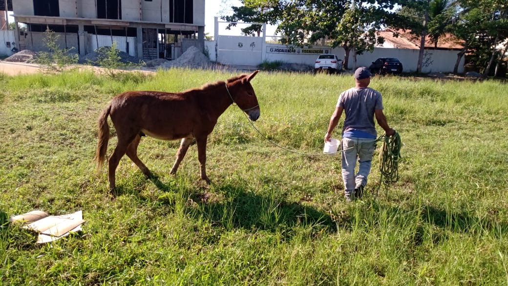 Prefeitura de Cabo Frio reativa serviço para animais soltos em vias públicas