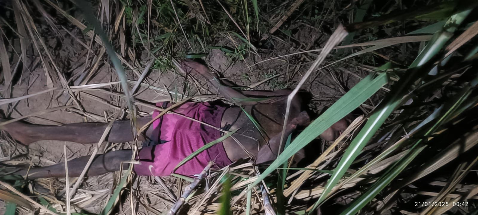 Corpo de idoso é achado em canavial em Campos