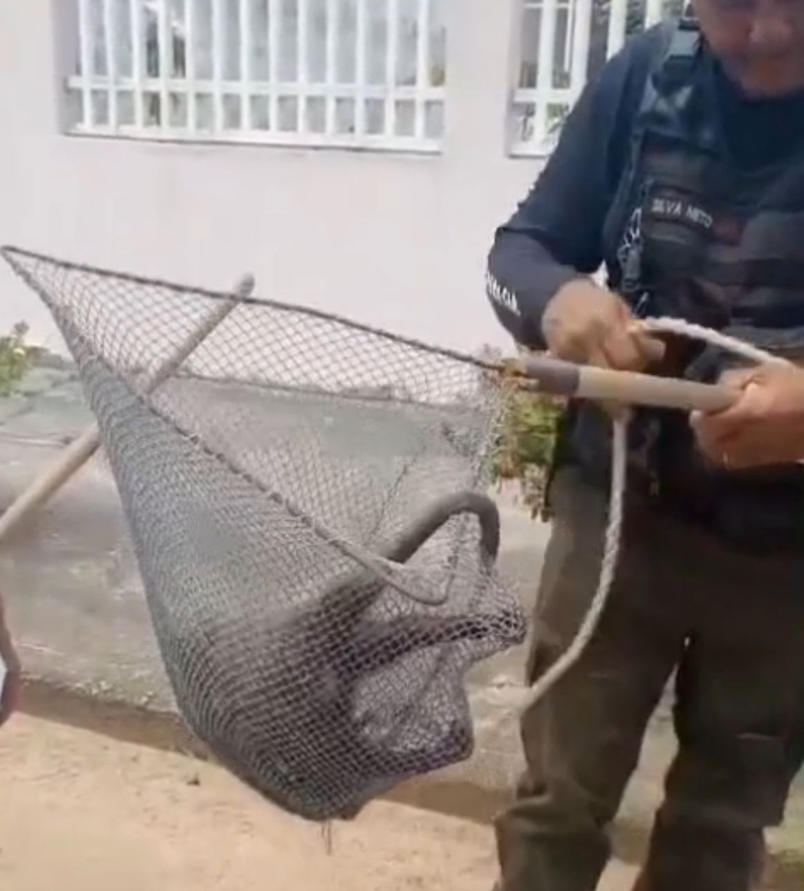 Resgate de filhotes de gambá comove ao encontrá-los agarrados à mãe falecida