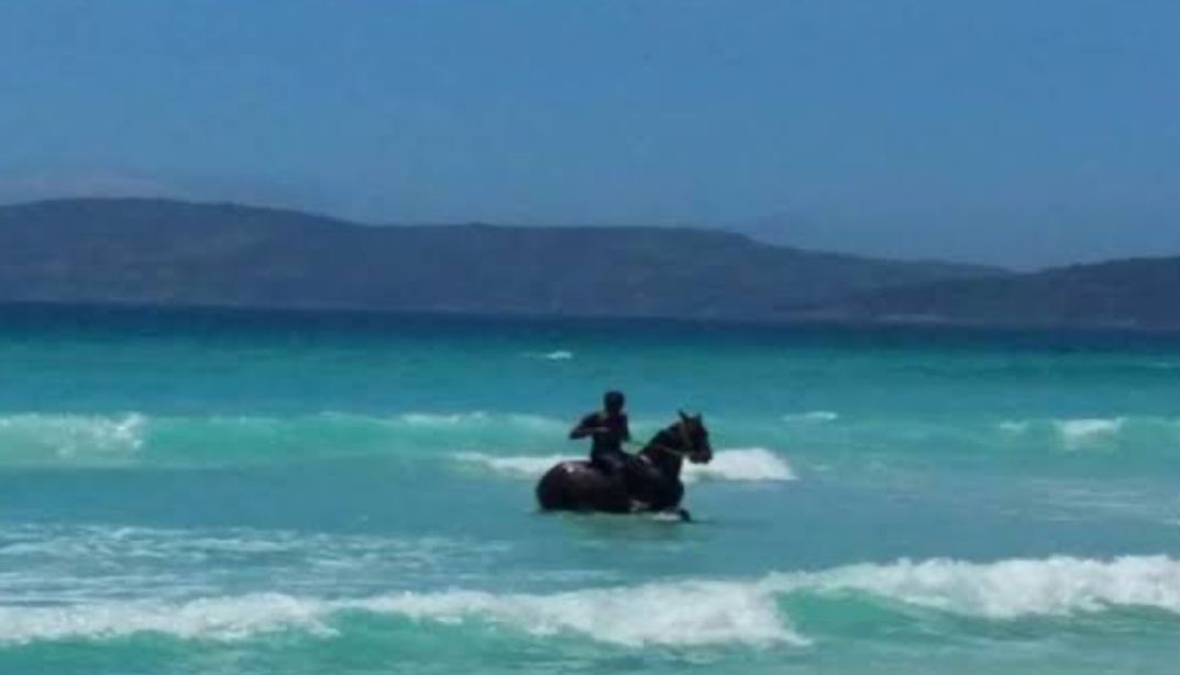 Polêmica em Cabo Frio: banho de mar em cavalo vira tema de debate online