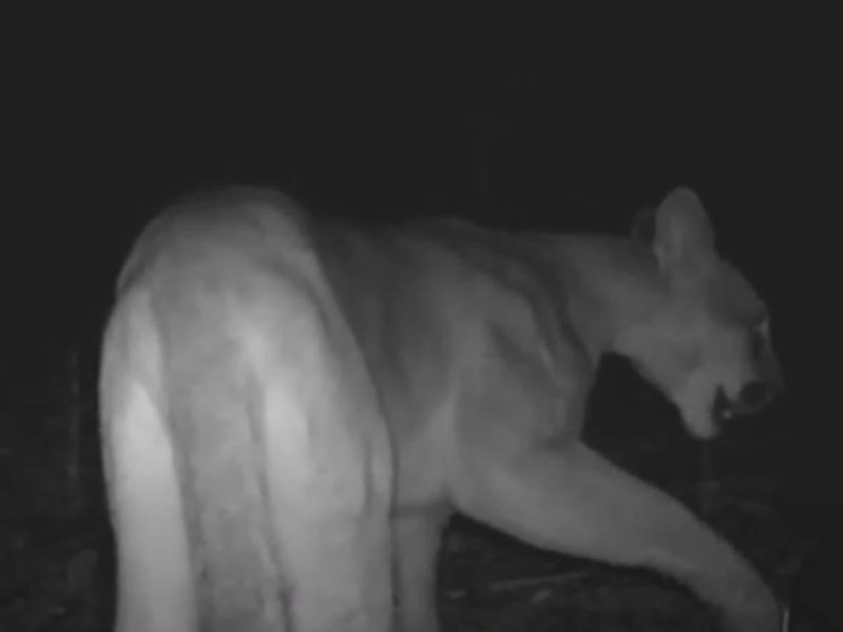 Câmeras de Maricá flagram animal considerado extinto no litoral há mais de 1 século