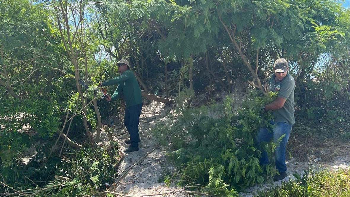 Ações de recuperação ambiental na Praia do Forte visam combater espécies invasoras