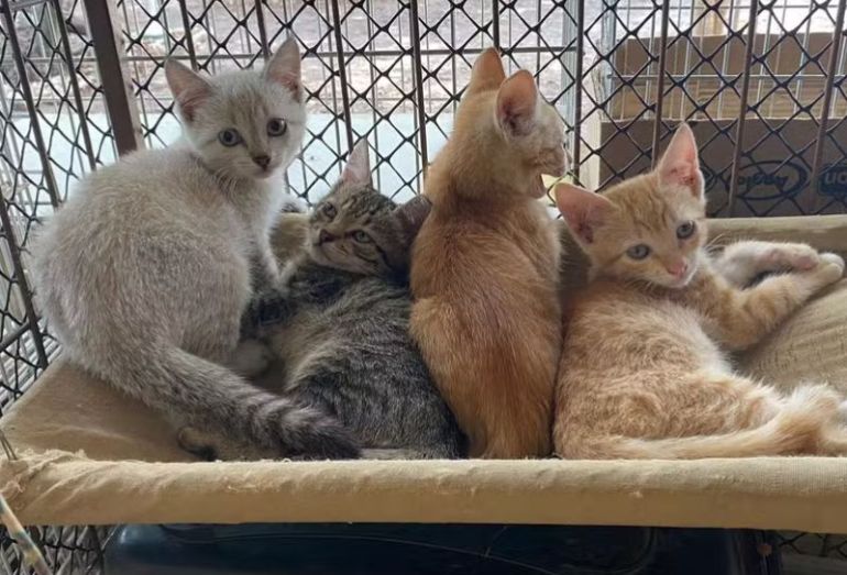 Prefeitura promove 1ª Feira de Adoção Animal desse ano em Rio das Ostras