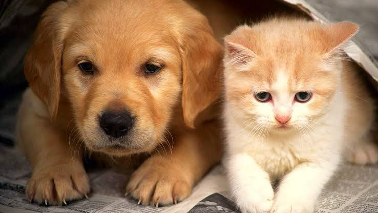 Evento incentiva adoção responsável de animais neste sábado (15) em Cabo Frio