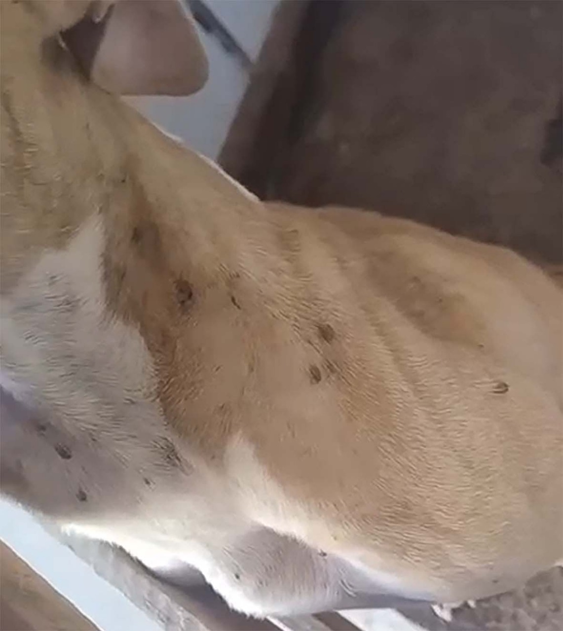 Morador denuncia animal em situação de abandono em Macaé