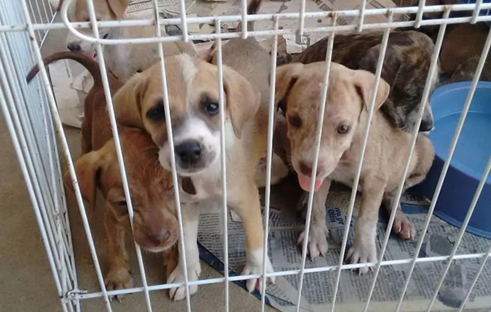 Feira de Adoção de Animais acontece neste sábado (8) na Lagoa das Palmeiras, em Cabo Frio