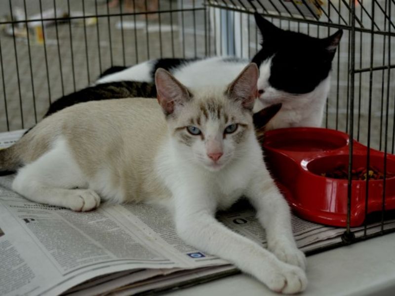 Maricá tem campanha de adoção de cães e gatos de estimação nesse sábado, 22
