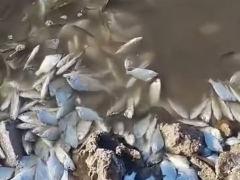 Pescadores relatam casos de peixes mortos na Lagoa de Araruama, na região da Praia Seca