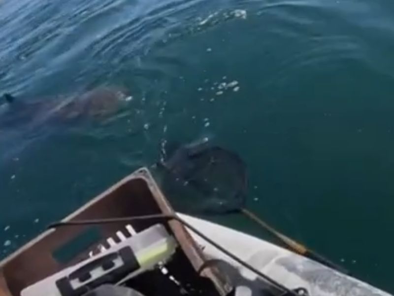 Pescadores passam sufoco ao serem cercados por tubarões na Praia da Vila, em Saquarema