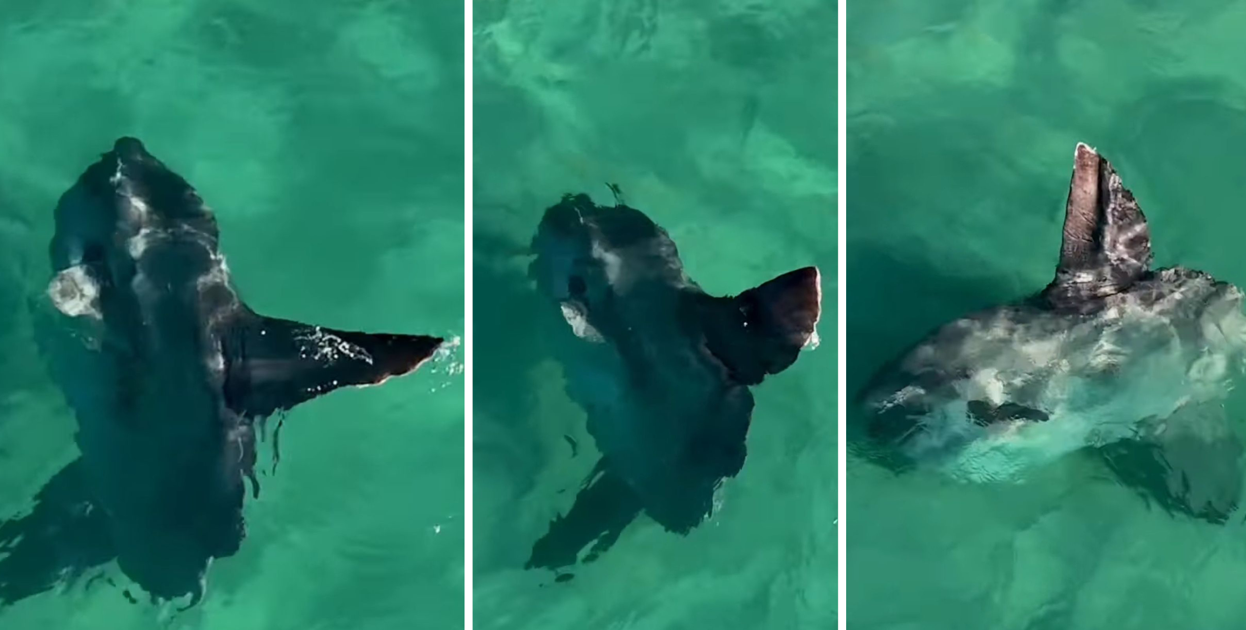 Em Arraial do Cabo, peixe-lua realiza ritual de “limpeza de pele” em alto-mar
