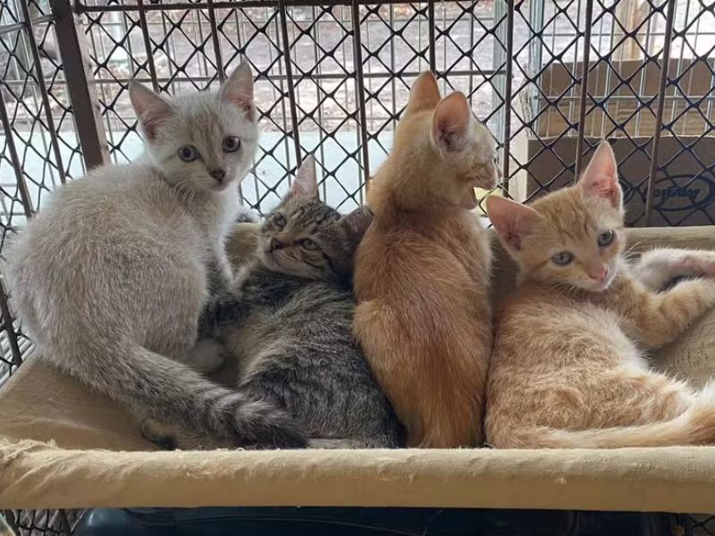 Feira de Adoção de Cães e Gatos acontece nesse domingo, 9, no Shopping Plaza Rio das Ostras