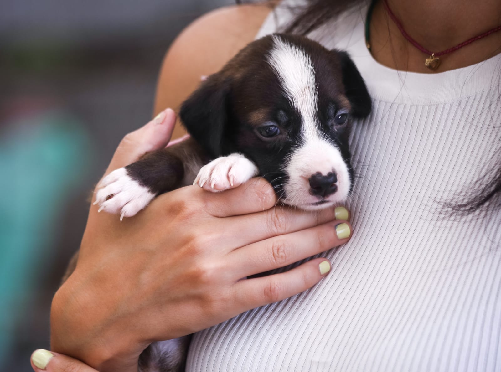Cabo Frio recebe maior mutirão de castração de animais nesta terça
