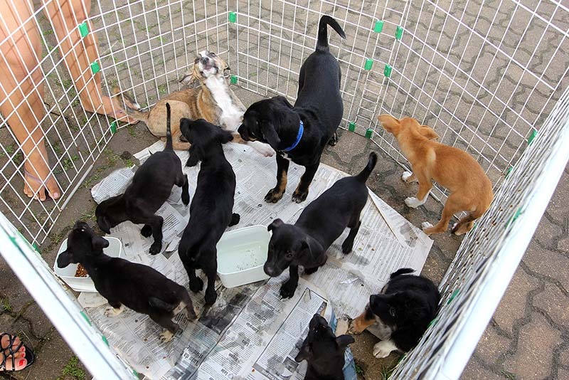Cães e gatos estarão disponíveis para adoção neste sábado em Macaé; confira