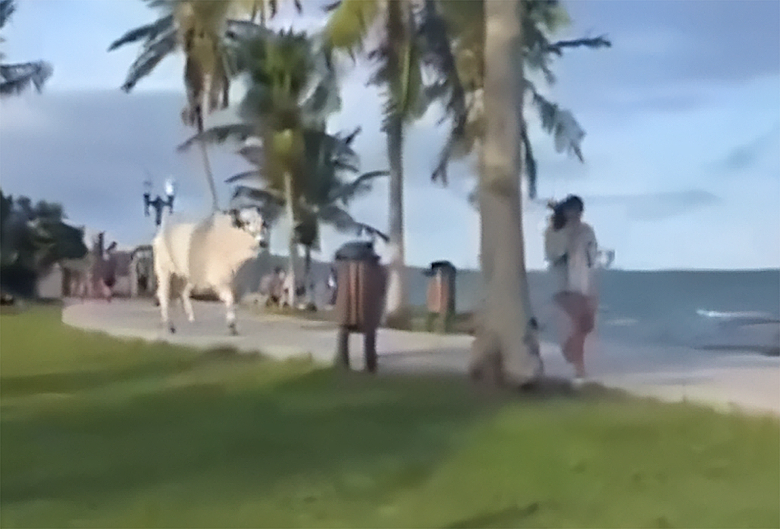 Boi invade orla Oscar Niemeyer, em Araruama, e assusta moradores e turistas