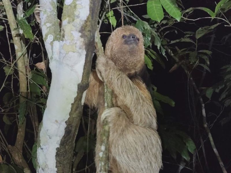 Guarda Ambiental solta preguiça resgatada em telhado de uma casa em Saquarema