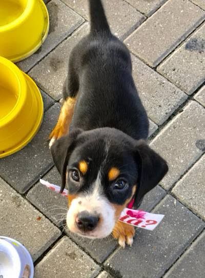 Itajuru, em Cabo Frio, recebe nova edição da feira que conecta pets a famílias amorosas