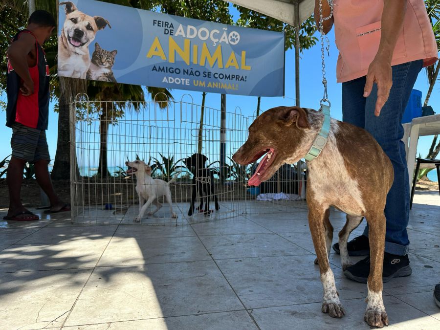 Adoção consciente: Rio das Ostras realiza feira animal no próximo dia 29