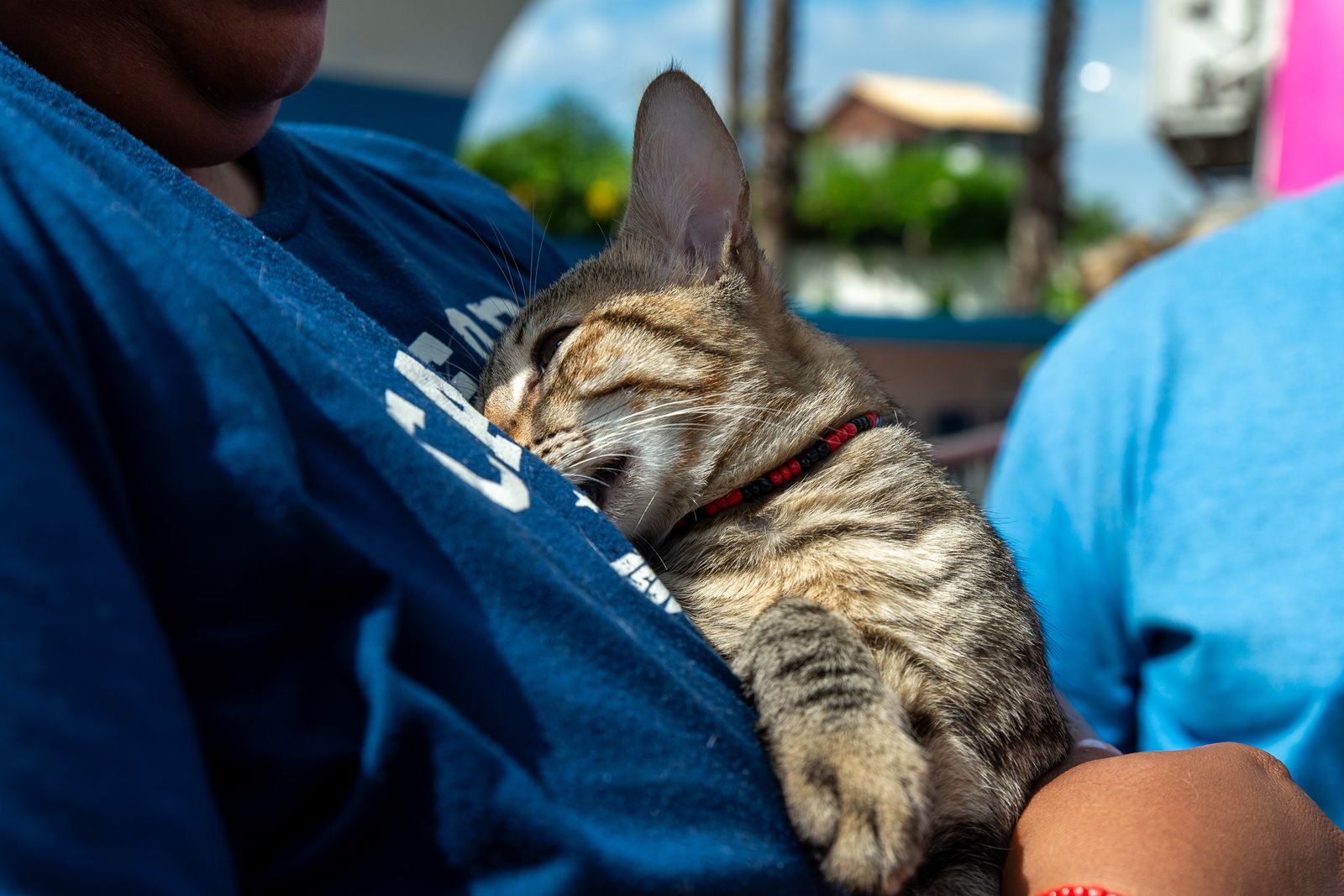 Castramóvel estaciona em Cabo Frio com 240 vagas por dia para cães e gatos