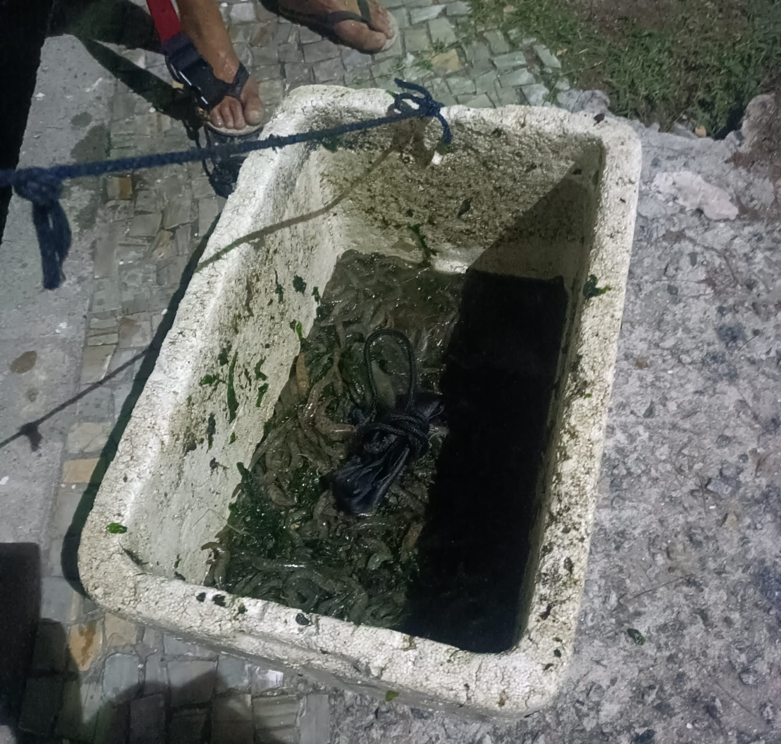 Crime ambiental é evitado, rede de arrasto é apreendida e camarões vão para doação em Cabo Frio