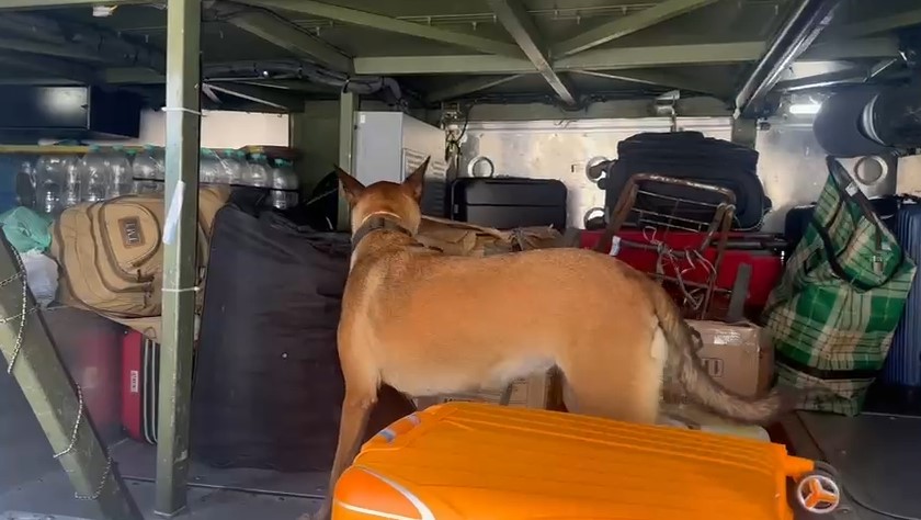 Cães farejadores ajudaram na apreensão de drogas em Macaé