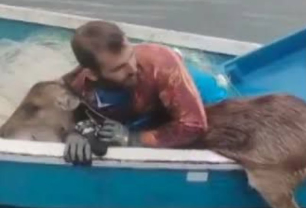 Pescadores que salvaram cervo nadando no meio da Lagoa de Araruama viralizam em Saquarema