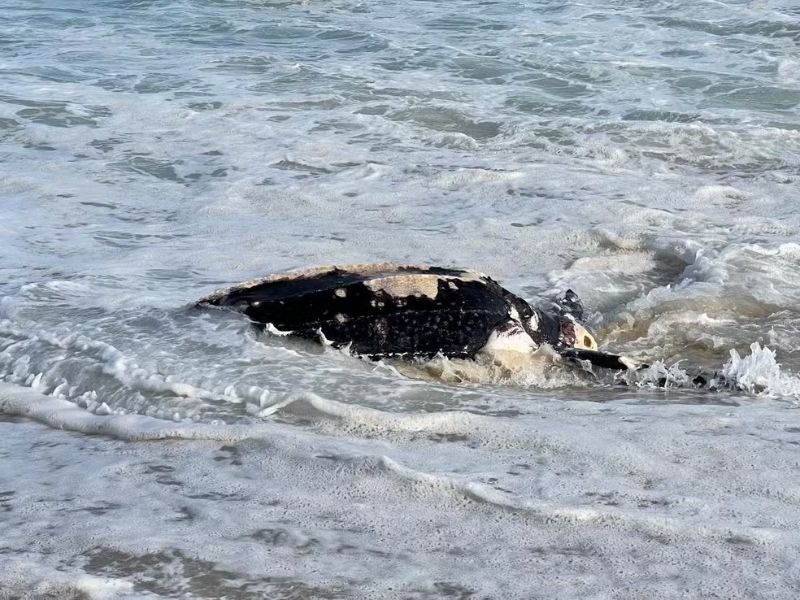 Especialistas dizem que tartaruga morta em Maricá não teve contato humano