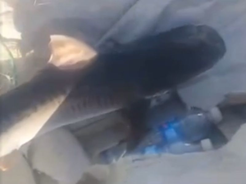 Filhote de tubarão-tigre é devolvido ao mar por pescador de Maricá nesse fim de semana