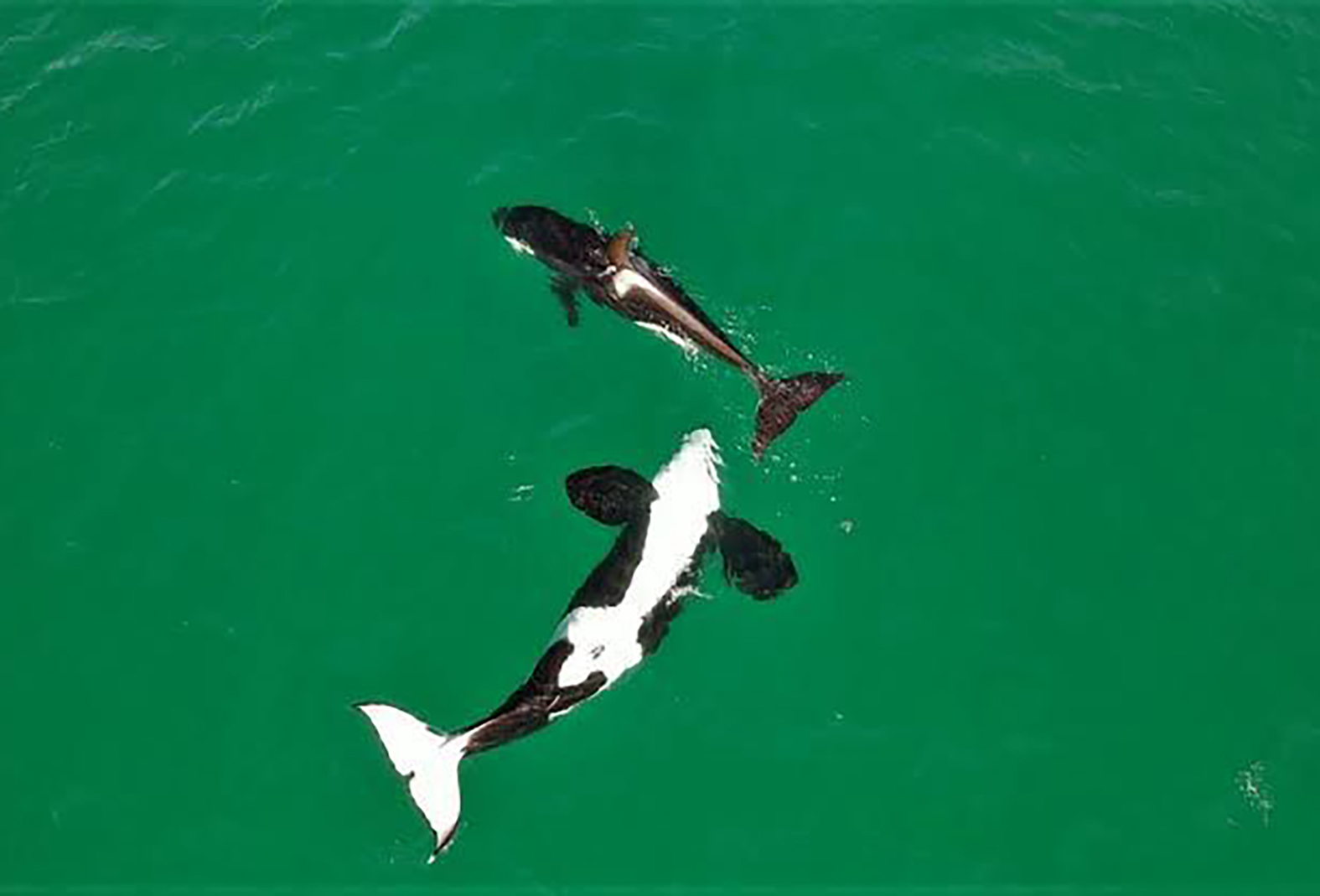 Orcas revelam a vitalidade em Arraial do Cabo, no ecossistema marinho