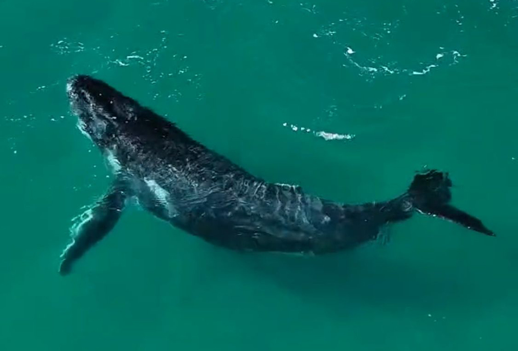 Praia Grande vira cenário de espetáculo natural com visita de jubarte, em Arraial