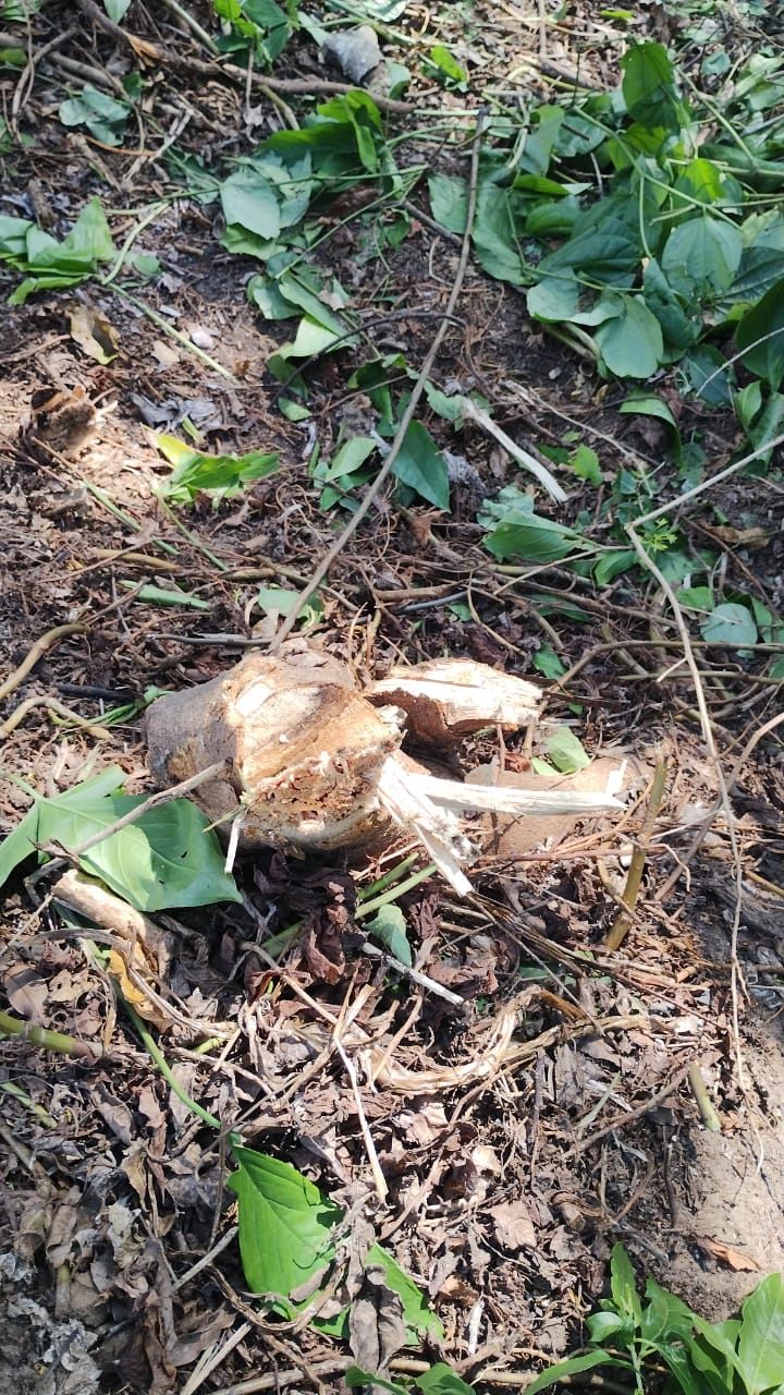 Secretaria do Meio Ambiente identifica infrações graves em indústria e área urbana de Cabo Frio