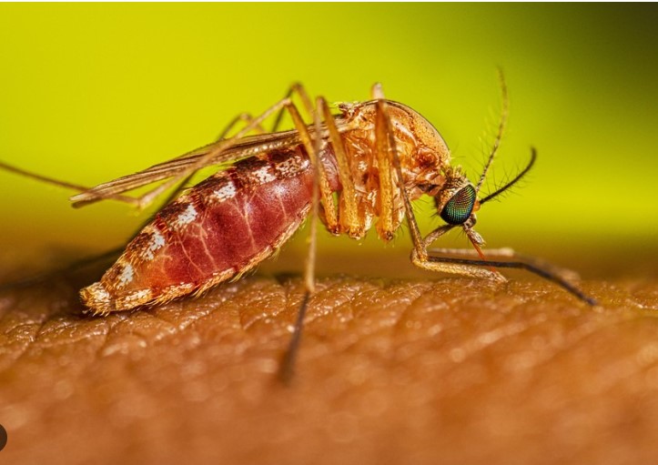 Macaé registra o primeiro óbito causado pela febre do Oropouche