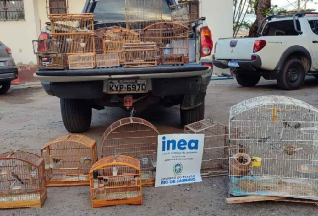 Ação do Inea em Saquarema promove resgate de 15 aves silvestres mantidas em cativeiro ilegal