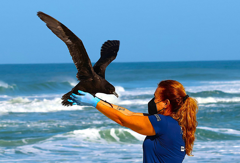 Monitoramento de praias completa um ano na Região dos Lagos com mais de 200 animais marinhos resgatados vivos