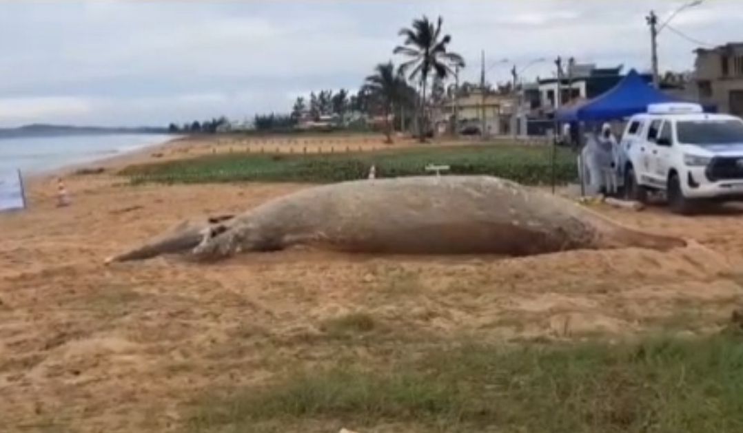 Primeira baleia-jubarte da temporada 2025 encalha morta na praia de Unamar, Cabo Frio