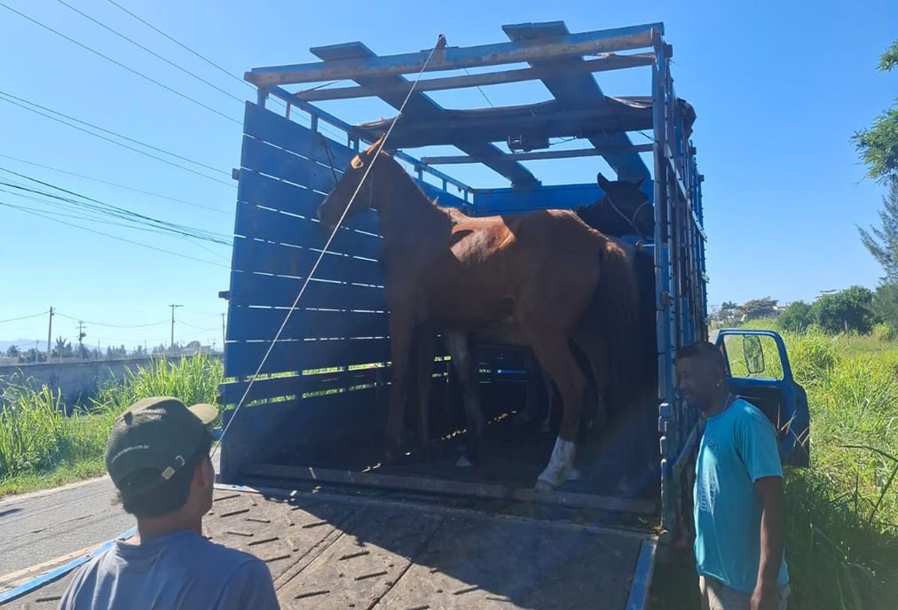 Prefeitura de Arraial intensifica ações contra abandono de animais em vias públicas