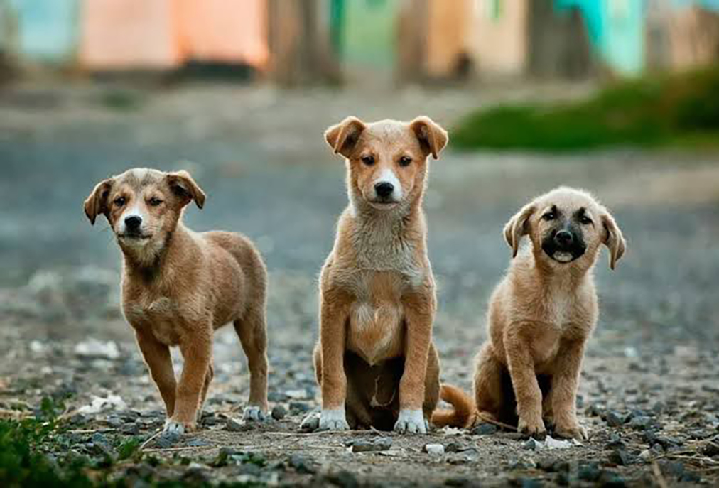 Município de Arraial promove debate público sobre políticas de proteção aos animais
