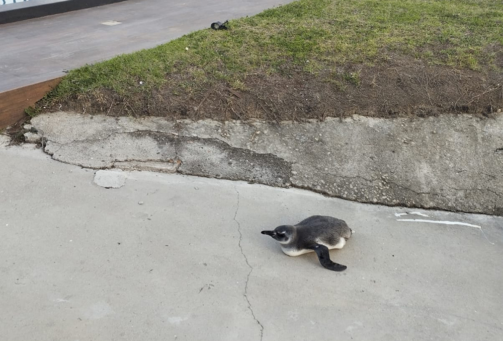 Animal marinho é salvo na Ogiva e levado para tratamento em Cabo Frio