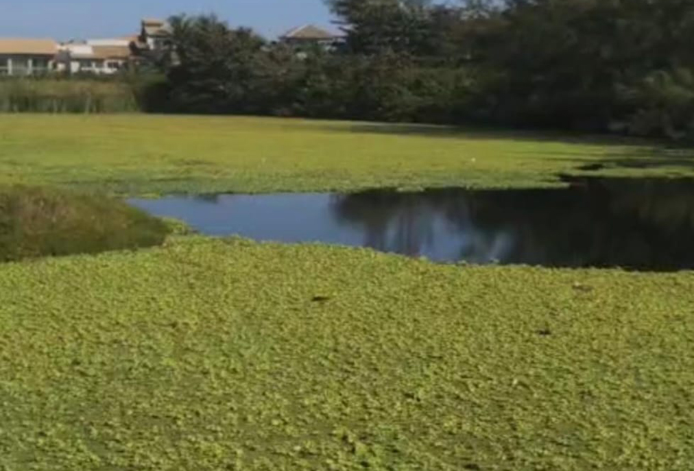 Cabo Frio mobiliza recursos para conter eutrofização e invasão de plantas na Lagoa do Meio