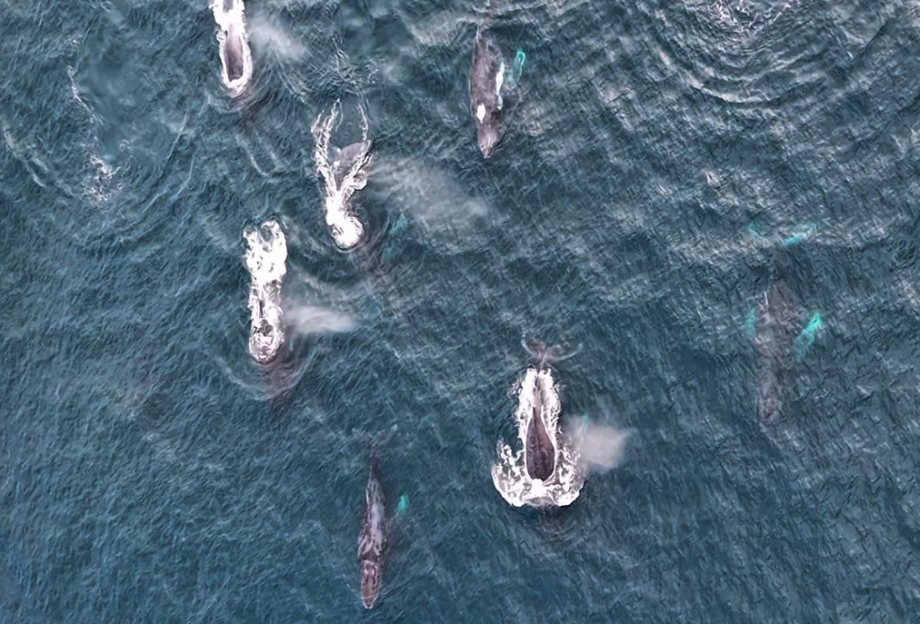Baleias em reprodução oferecem espetáculo natural em Arraial do Cabo