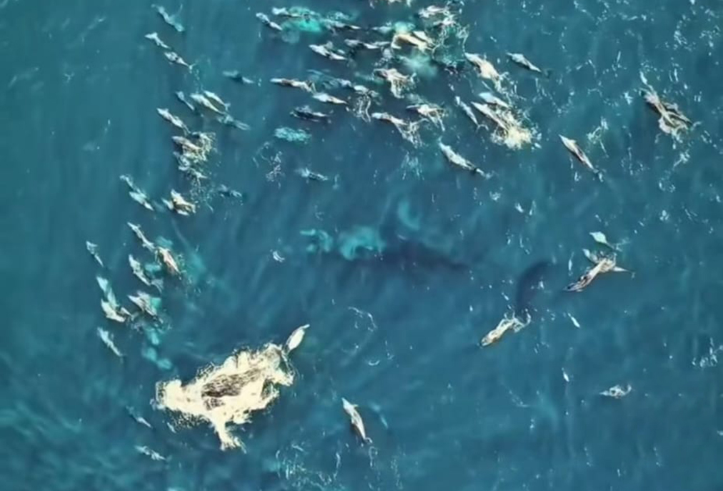 Registro de baleia-franca com filhote coloca Arraial do Cabo no radar da ciência