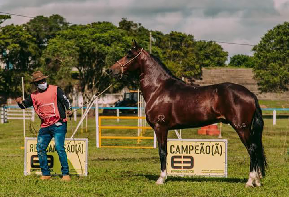 Evento em Araruama destaca cavalos Mangalarga Marchador e Quarto de Milha