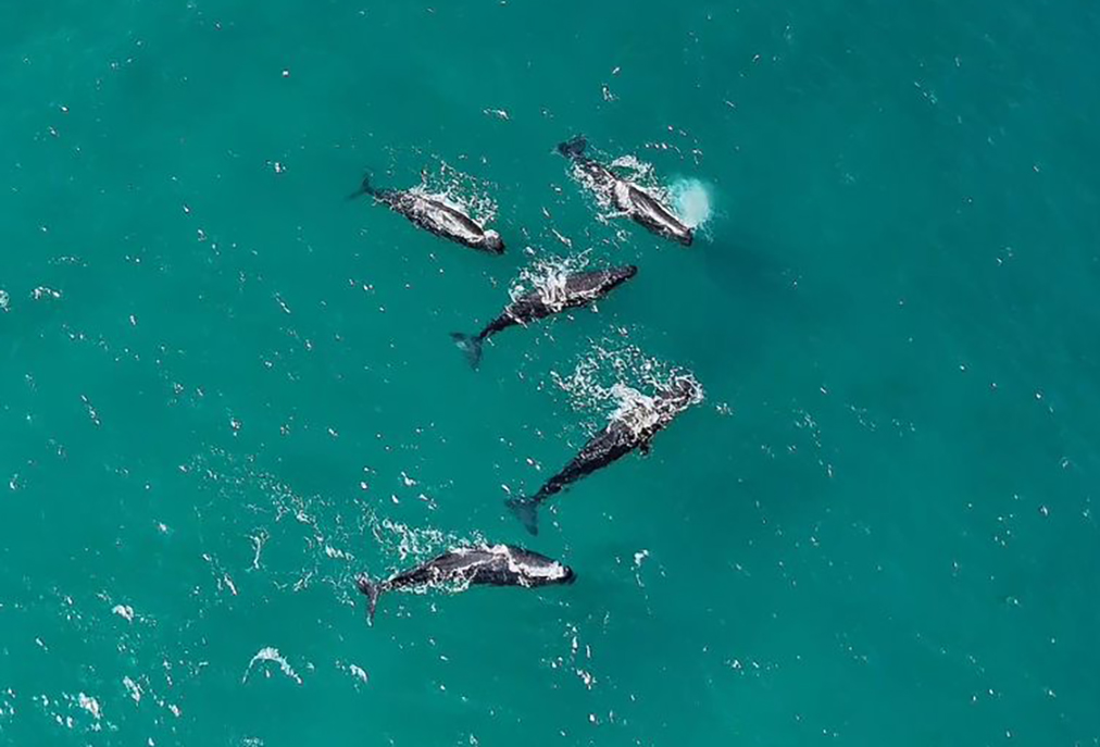 Monitoramento urgente é acionado em Arraial do Cabo após presença incomum de cachalotes