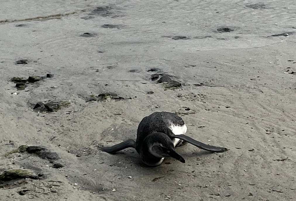 Guarda de Cabo Frio socorre pinguim debilitado entre banhistas