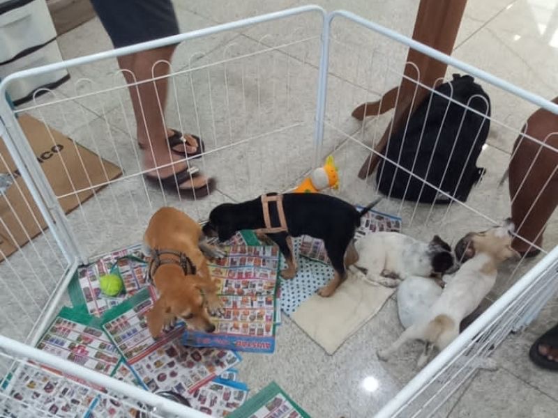 Feira de Adoção de Cães e Gatos volta ao Plaza Rio das Ostras nesse domingo (20)