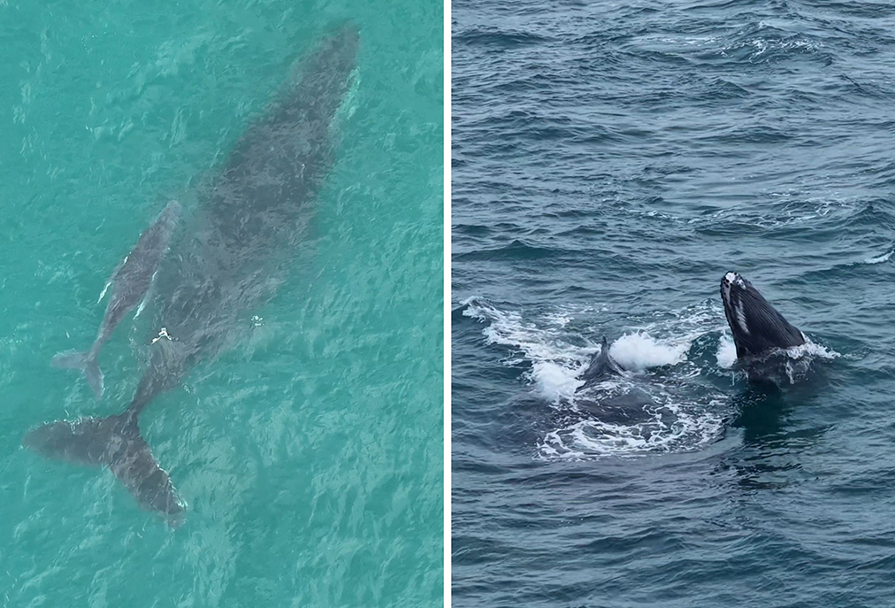Arraial se firma como santuário natural de baleias com nascimento de novos filhotes
